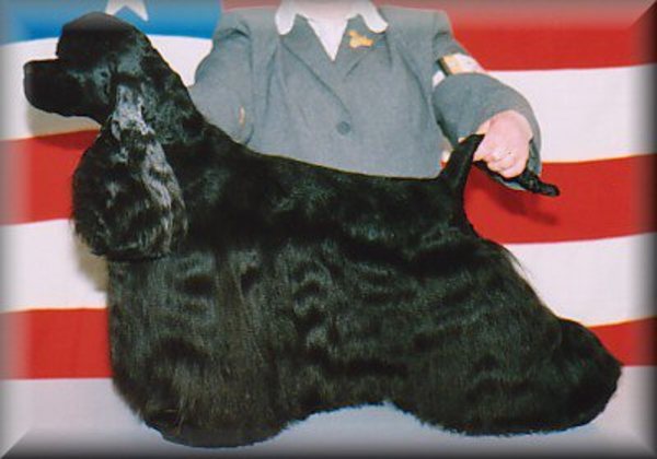 Amiwoods  Amerikaanse cocker spaniels