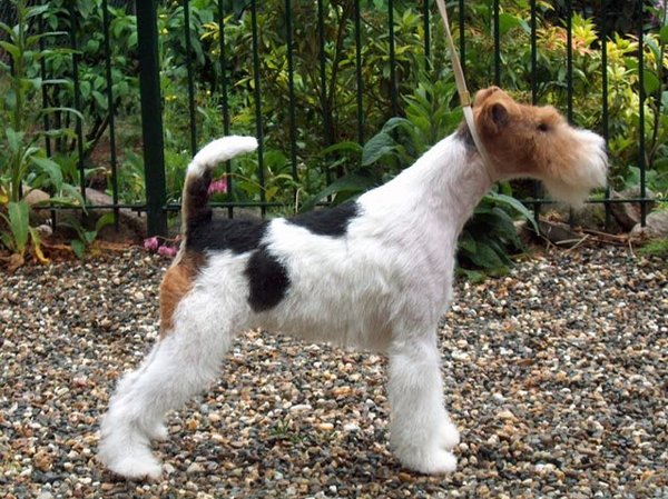 Foxterrier, draadhaar