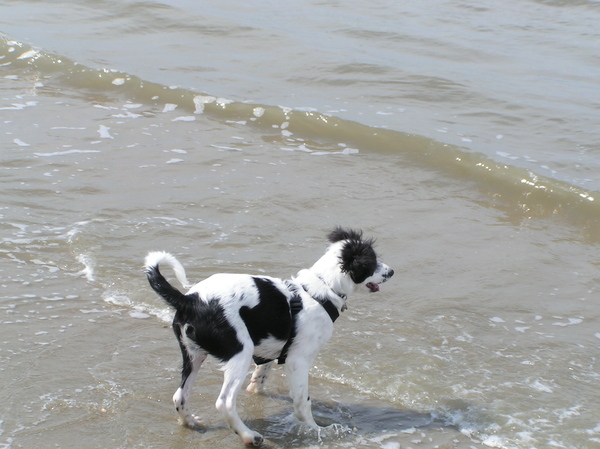 Kleine Frodo op het strand