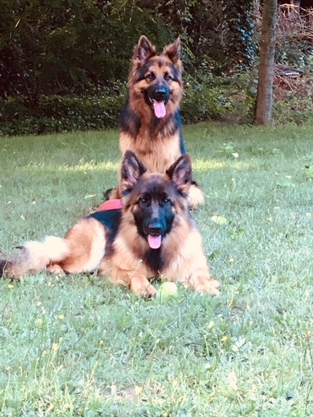 Amarok Shepherds