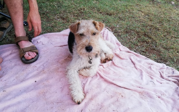 Foxterrier, draadhaar