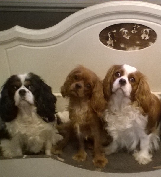 Cavalier King Charles Spaniel