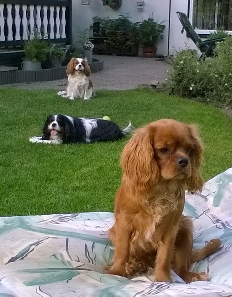 Cavalier King Charles Spaniel