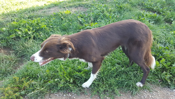 Fearless Flying Border Collies