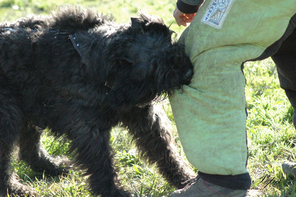 Bouvier Kennel Zoraican