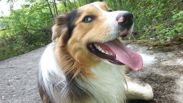 Border Collie