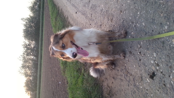 Border Collie