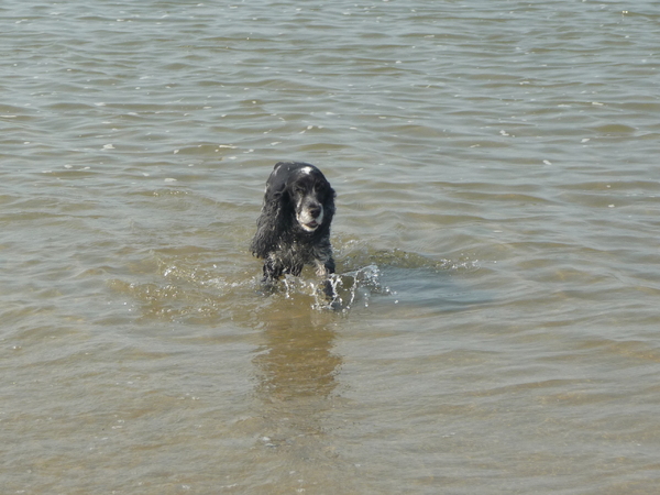 foto van een zee-uwse hond