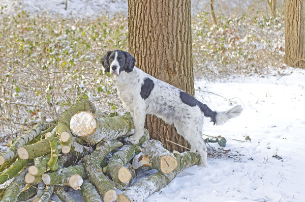 Engelse Springer Spaniel