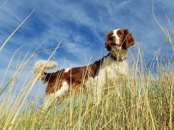 Welsh Springer Spaniel