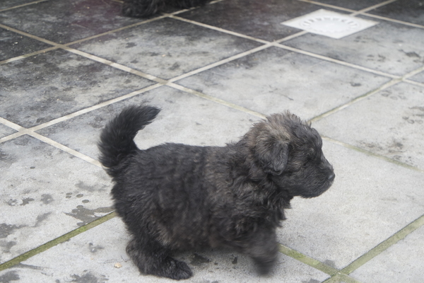 Of Flanders Best - bouvier des Flandres