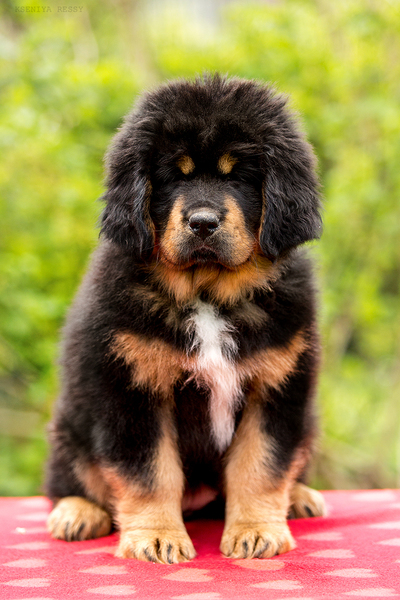 Prachtige Tibetaanse Mastiff (Do-Khyi) puppies