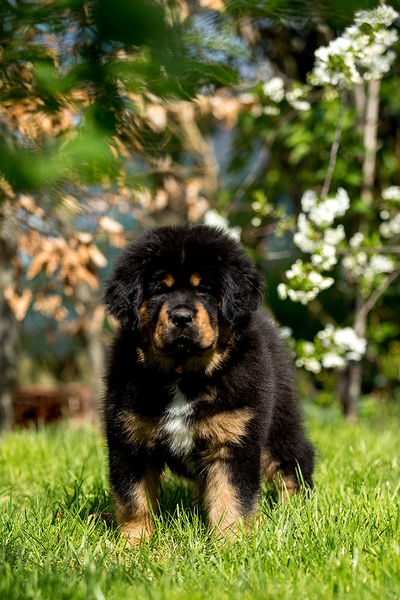 Prachtige Tibetaanse Mastiff (Do-Khyi) puppies