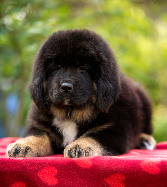 Prachtige Tibetaanse Mastiff (Do-Khyi) puppies