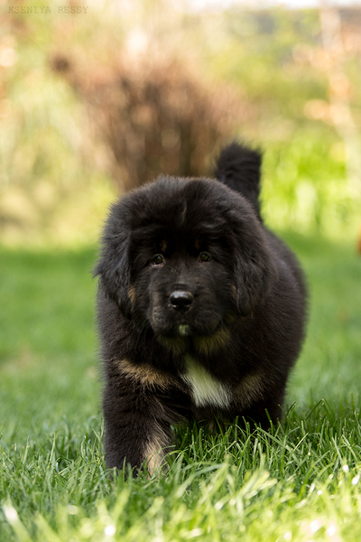 Prachtige Tibetaanse Mastiff (Do-Khyi) puppies