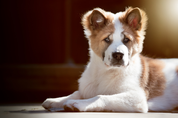 Thai Bankaew Dog