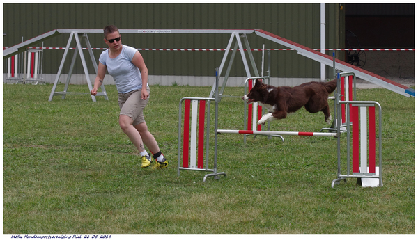 Fearless Flying Border Collies