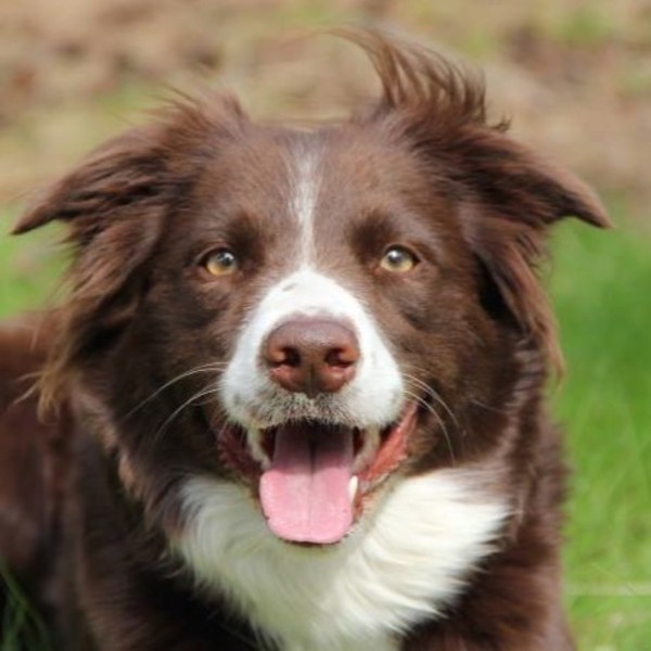 Fearless Flying Border Collies