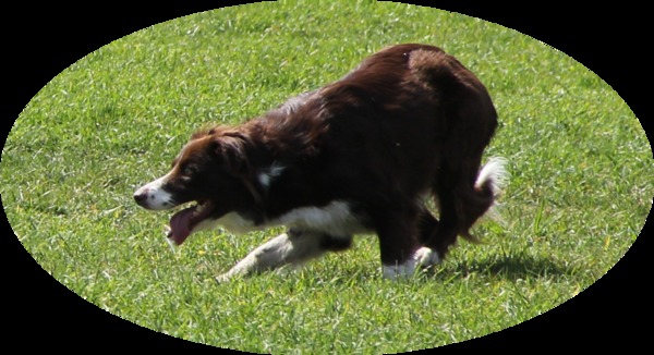 Fearless Flying Border Collies