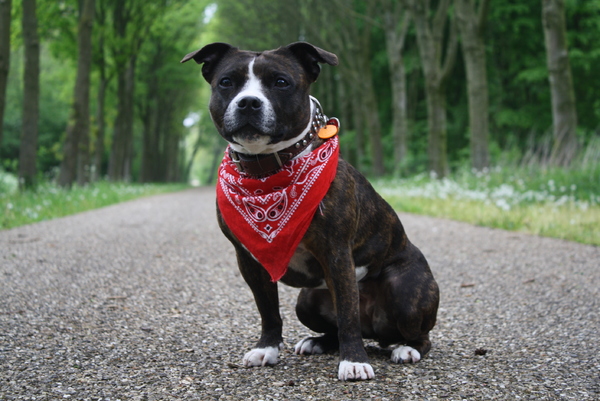 Staffordshire Bull Terrier