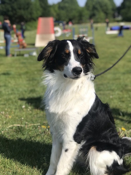 Bordercollie x Friese Stabij