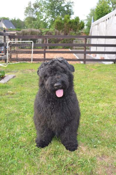 Bouvier des Flandres