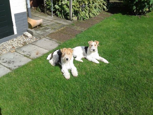 Foxterrier, draadhaar