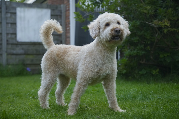 Kennemer Doodles, Australische labradoodle pups