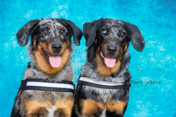 Beaucerons de la Forêt de Chinouk