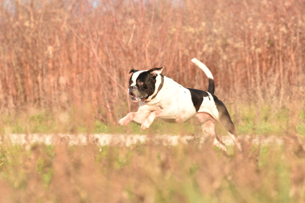 Amerikaanse Bulldog