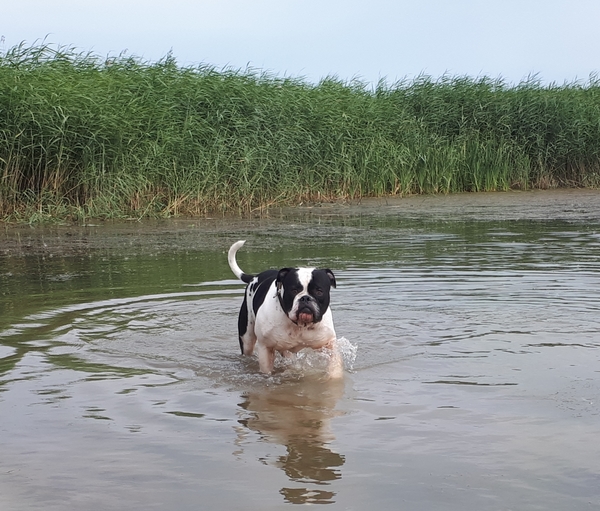 Amerikaanse Bulldog