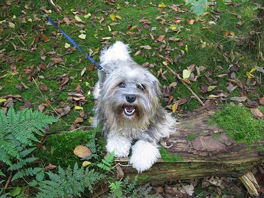 Kai in het bos