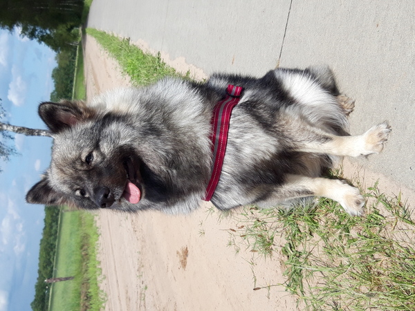 Eurasier