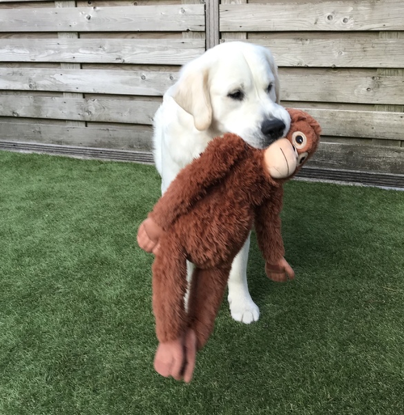 Golden Retriever