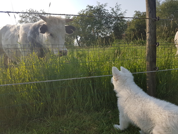 Zwitserse witte herder van het Svenhof