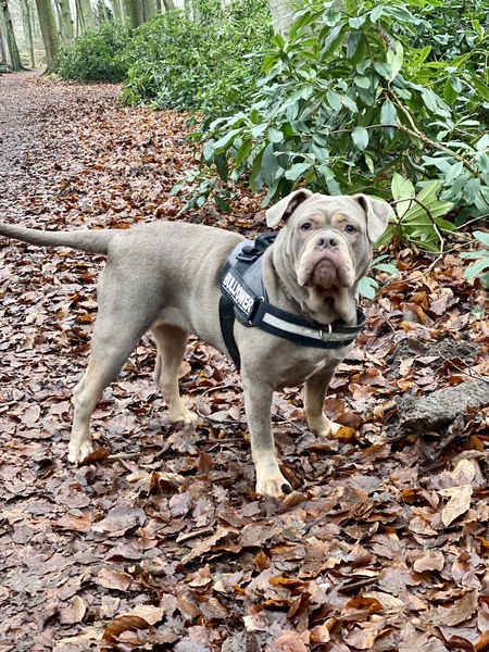 Old English Bulldog