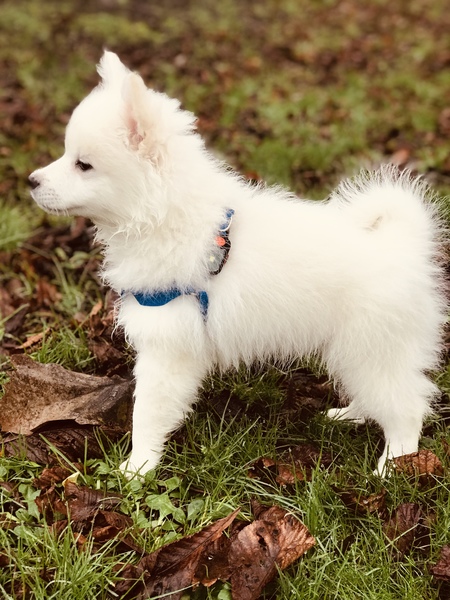 Keeshond, Middenslag