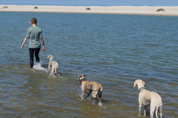 Nonsuch whippets