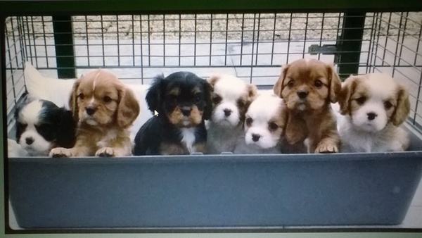 Cavalier King Charles Spaniel