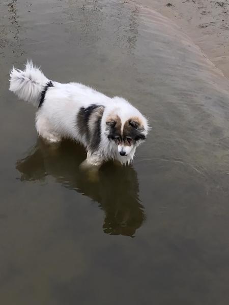 Thai Bankaew Dog