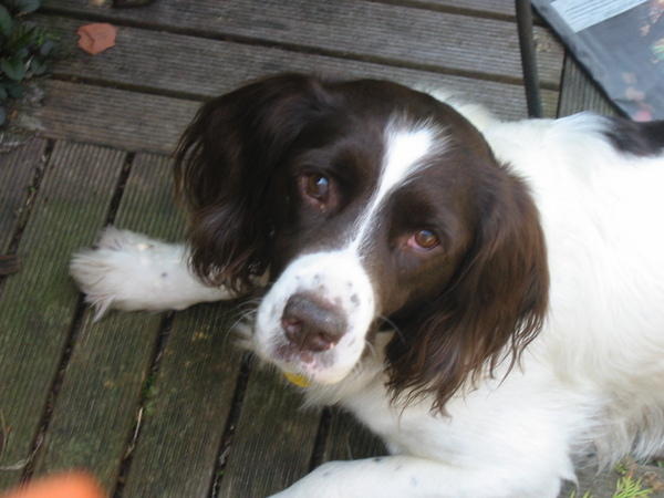 Engelse Springer Spaniel