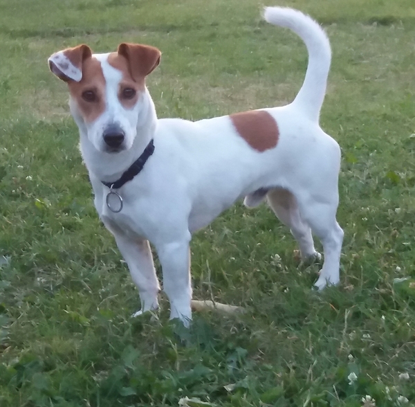 Jack Russell Terrier