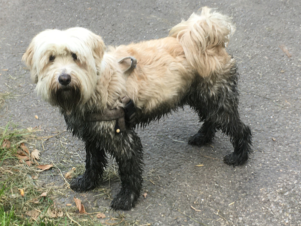 Tibetaanse Terrier