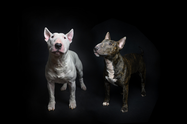 Bull Terrier, miniatuur