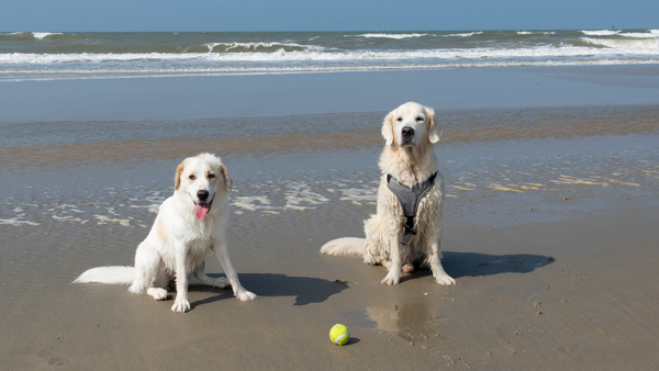 Kenji en Luna strand Ter Heijde