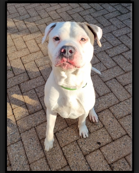 American Staffordshire Terrier