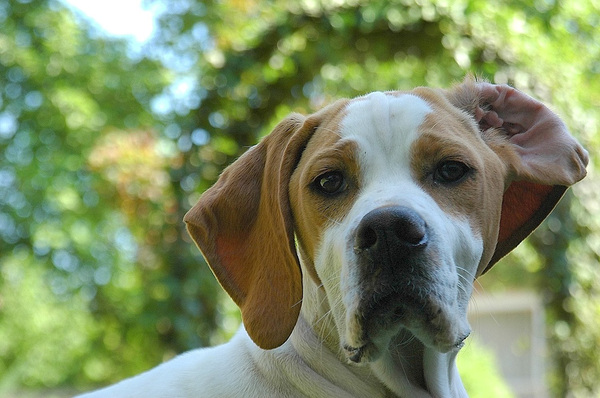 Engelse Pointer
