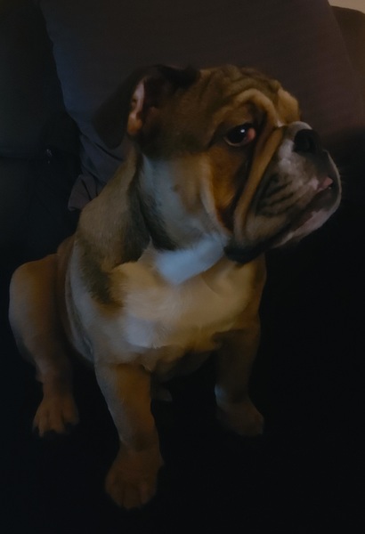 Nestgenoten engelse bulldog 