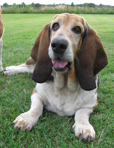 Basset Hound