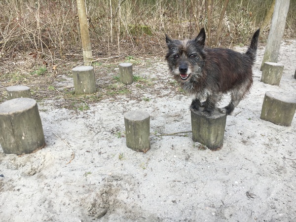 Voetjes op de paal